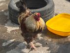 Adult Brahma Chickens