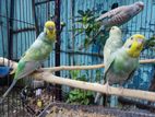 Adult Budgerigar