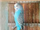 Adult budgerigar pair + cage