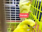 Adult Budgerigar Pair