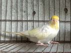 Adult Budgerigar pair