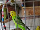 Adult Budgie pair for sale