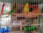 Adult budgiee pair