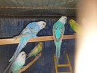 Adult Budgies 3 Pairs (budgerigar)