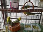 Adult budgies