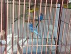Adult Budgrigers (3 Female and 1 male)