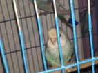 Adult bujrigar bird good quality