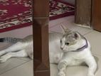 Adult cat for adoption
