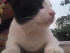 Adult Cat Adoption