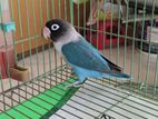 Adult cobalt-masked female lovebird