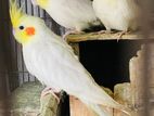 Adult cockatiel bird ready for breeding