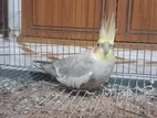 Adult Cockatiel Male
