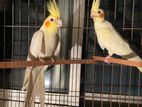 Adult Cockatiel Pair