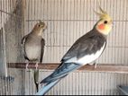 Adult Cockatiel Pair