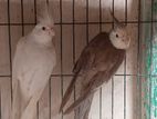 Adult cockatiel pair