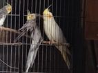 Adult Cockatiel pair