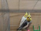 adult cockatiel pair with setup