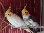 Adult Cockatiel Sell