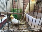 Adult Cockatiels