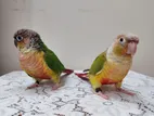 Adult Conure Pair with Dna And Breeding History