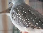 adult diamond dove