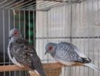 Adult Diamond Dove For Sale!!