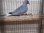 Adult Diamond Dove Pair