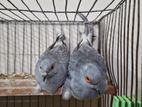 Adult Diamond Dove Pair