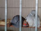 Adult Diamond Dove with Full Cage (Pair- Male & Female)
