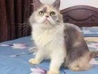 Adult Dilute Calico Female Cat