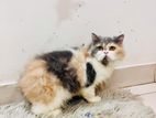 Adult Dilute Calico Female Cat