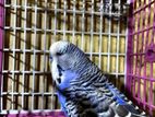 Adult English Male Budgie