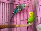 Adult Femail Budgerigar Bird For Sale