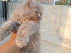 Adult Female and 3 Kitten Persian Cat