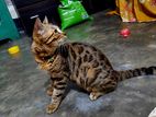 Adult Female Bengal Cat