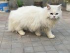 🐾 Adult Female Blue-Eyed Persian Cat – Best Bloodline 13 Months