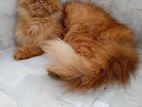 Adult Female Cat