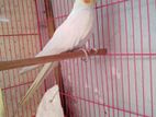 Adult Female Cockatiel Bird