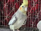 Adult Female Cockatiel