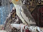 Adult Female Cockatiel with cage