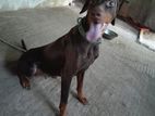 Adult Female Doberman dog