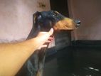 Adult female Doberman