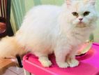 Adult Female For Sell