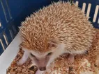 Adult Female Hedgehog