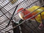 Adult female love bird for sell