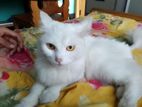 adult female medium coat pure Persian cat