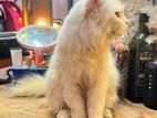 adult female nd male Persian cat