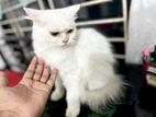 Adult Female Persian Cat For Sale 2 bar Baby diche
