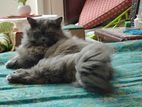 Adult Female Persian Cat