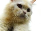 adult female persian cat